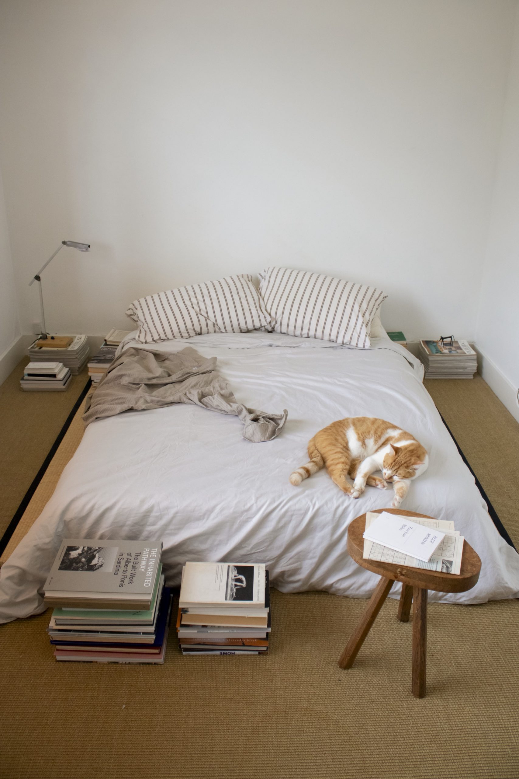 charlotte taylor bed and cat