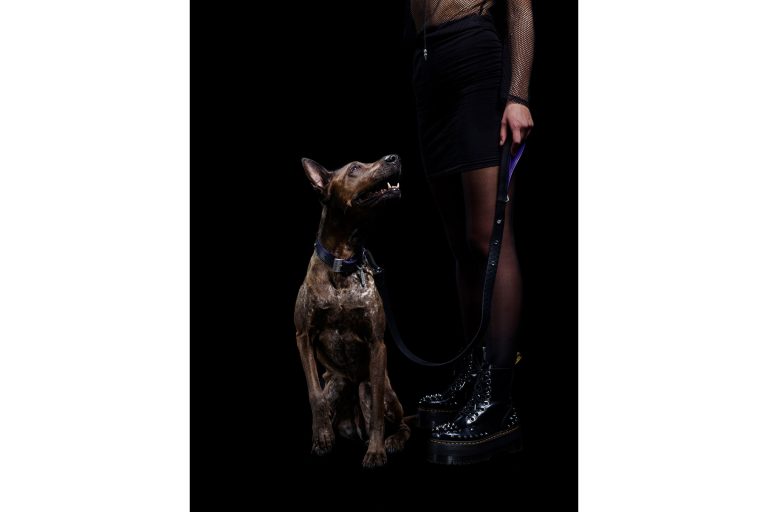 buster punch dog collar sixtysix magazine