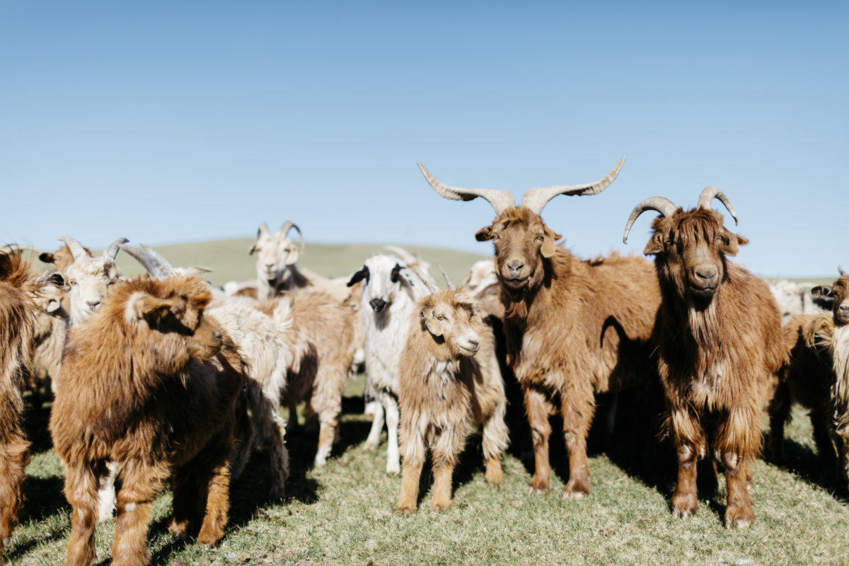 mongolian cashmere goats
